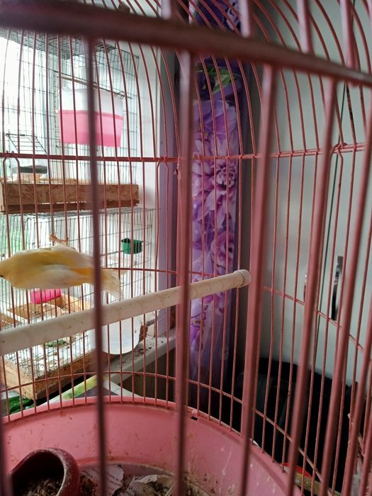 Продам канарейки