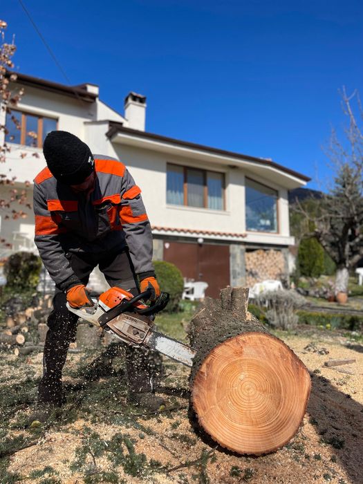 Професионално рязане и поддръжка на дървета Пловдив