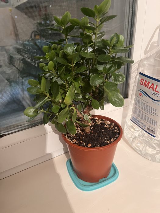 продам комнатные растения