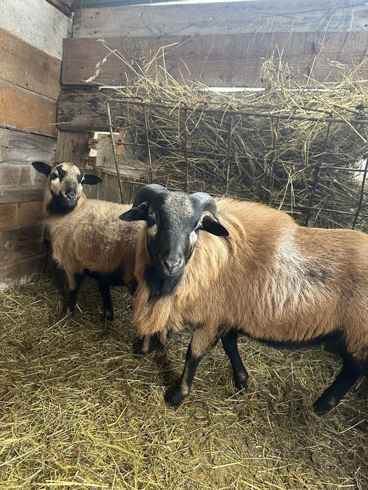 Vand Oi rasa ( Camerun )