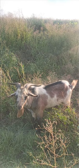 Срочно сатам 2 ешкы