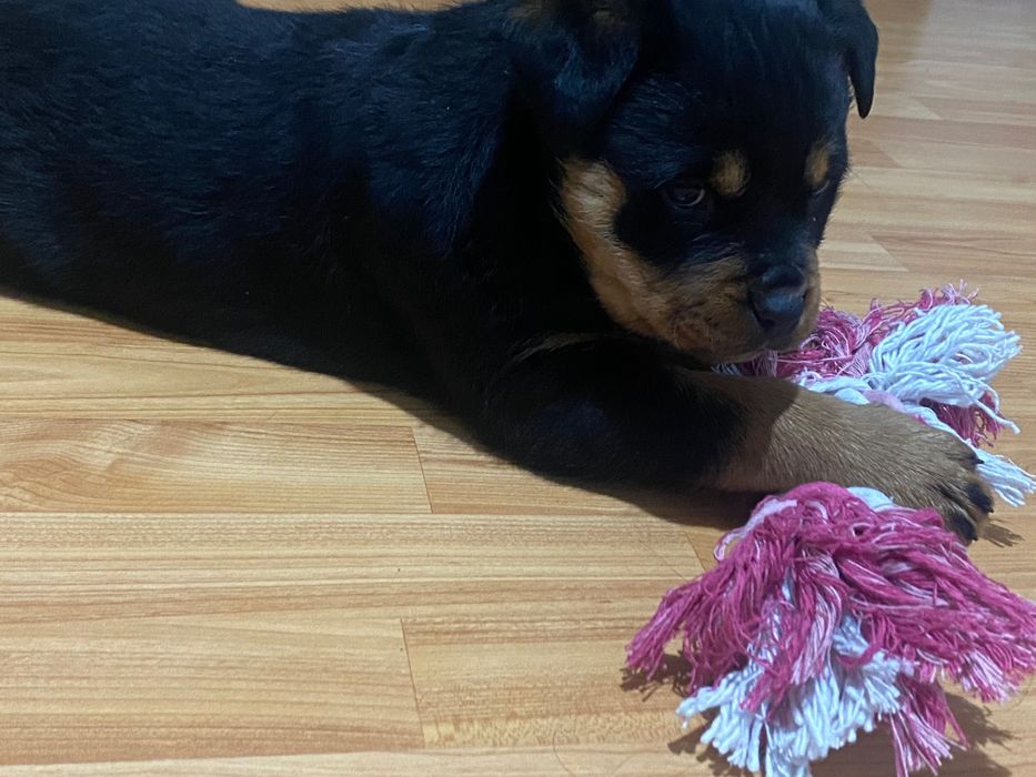 Pui rottweiler fată