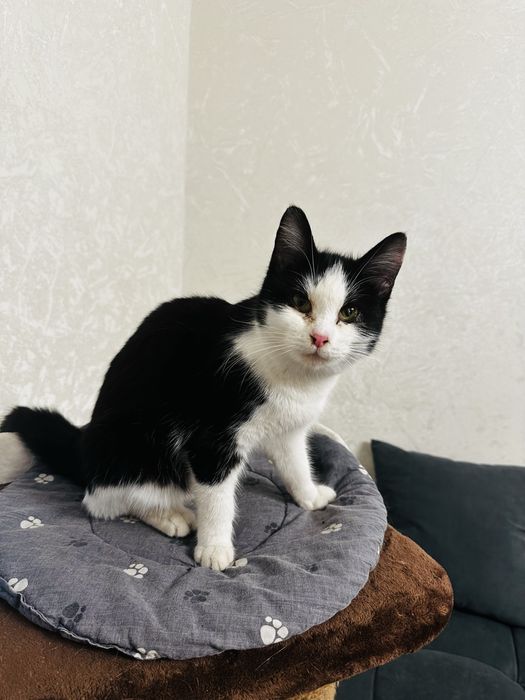 В добрые ручки отдается Филька