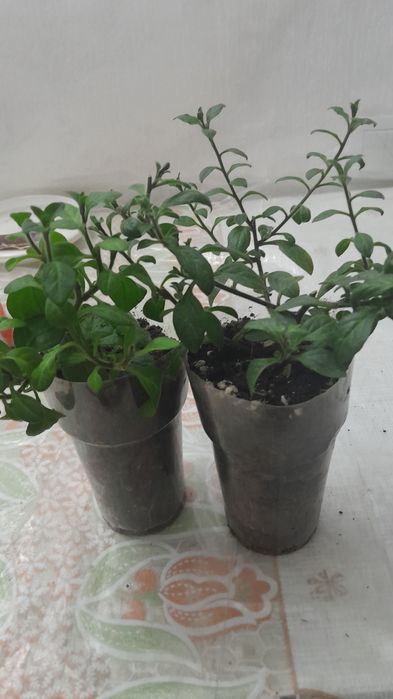 Продам маточники калибрахоа