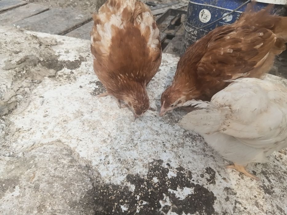 Ломан браун балапандары