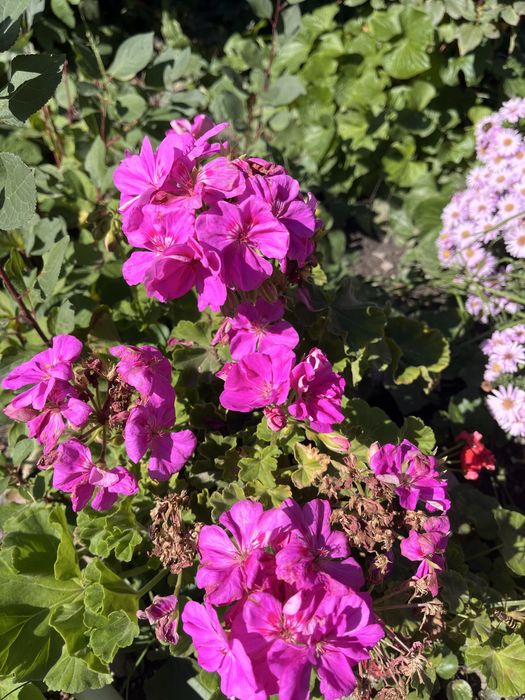 Продаются саженцы Герани