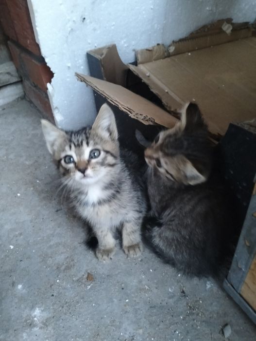 Умные, самостоятельные котята