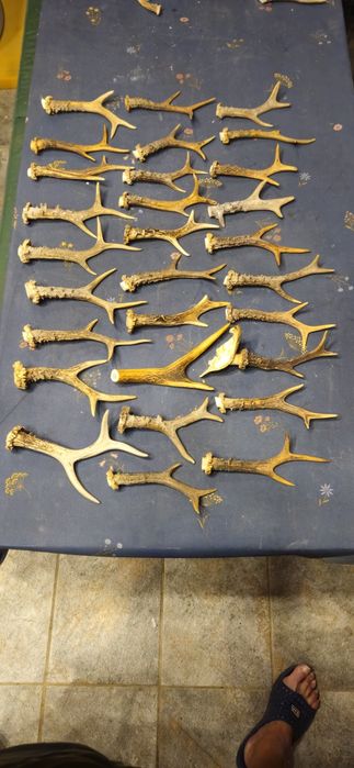 Vand colectie de coarne de bivol,berbec,tap,caprior,perechi si coarne razlete. Vedeti cele 7 poze atasate la anunt