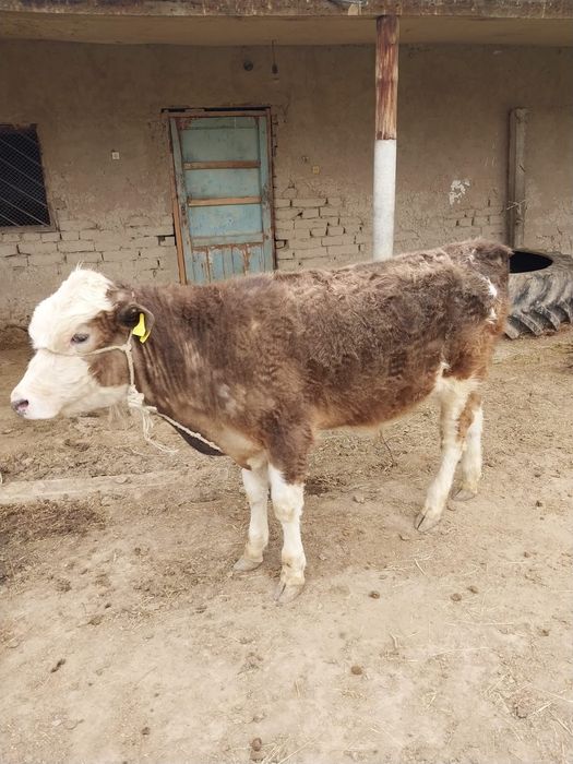 Таналар сатылады иииииииииииии