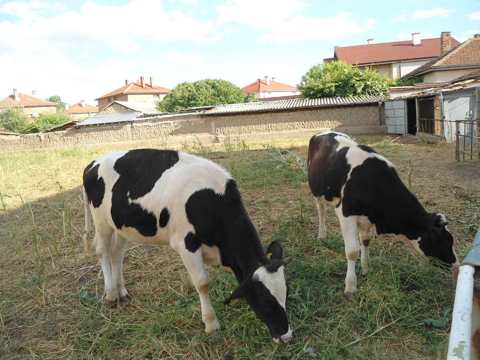 продавам  8 бр. женски телета