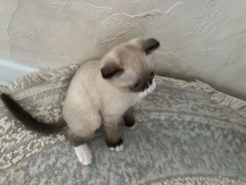 Котенок метис  рэгдолла продаю