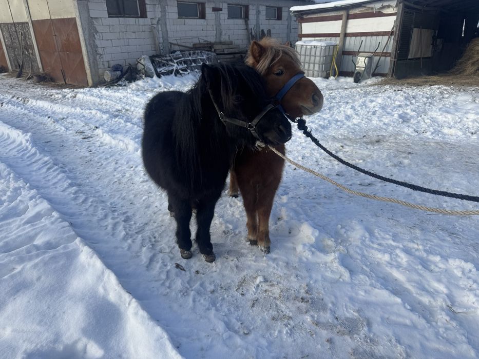 Vand  pereche de mini ponei