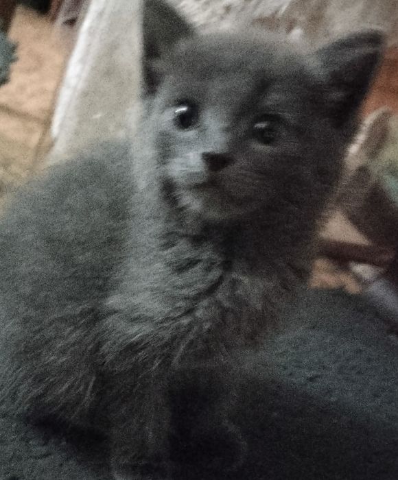 Отдам кошечку в добрые руки