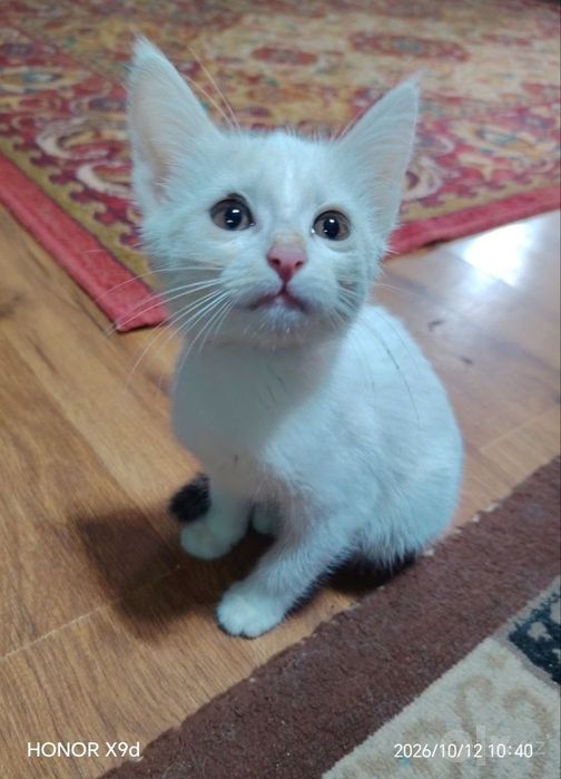 Котята даром в добрые руки
