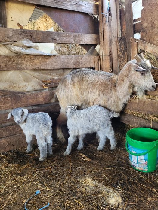 Vand capra la a doua fatare!