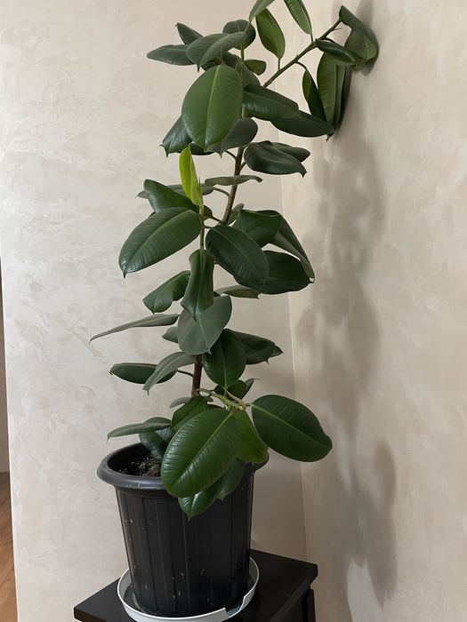 Домашние растение