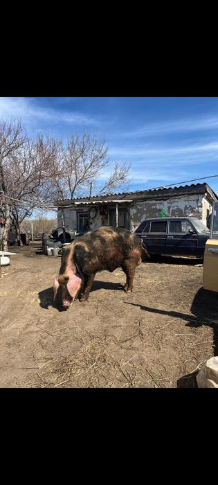 Хряк Осеменитель