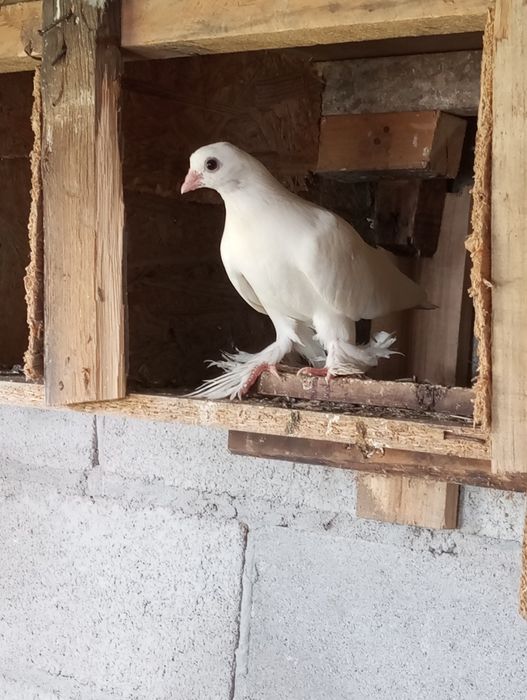 Продам голубей разных цены разные