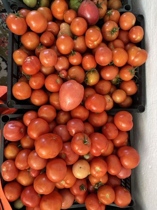 Продам помидоры домашние.