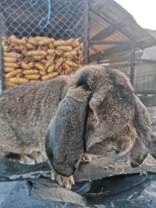 Vând mascul Berbec german 1,5 ani