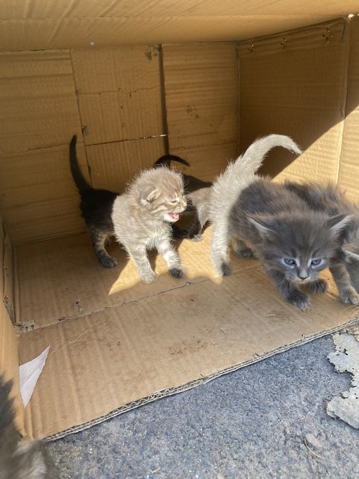 Отдам котят в добрые руки