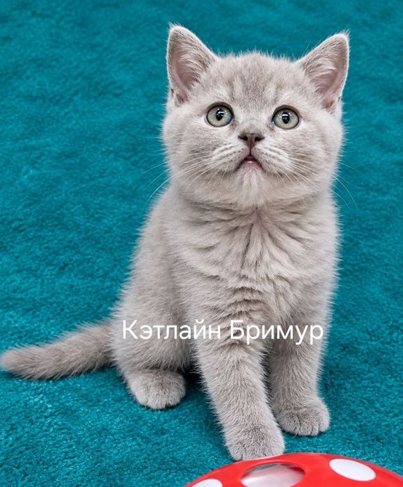 Британские котята. Питомник.