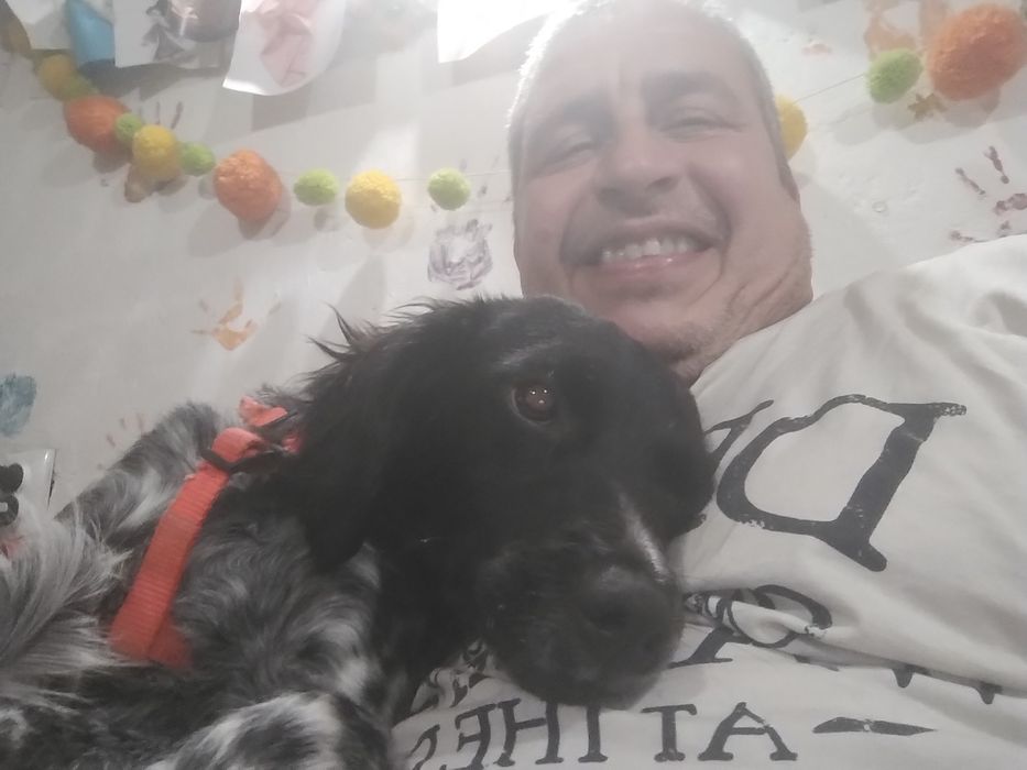 Куче бретон шпаньол женско подарява