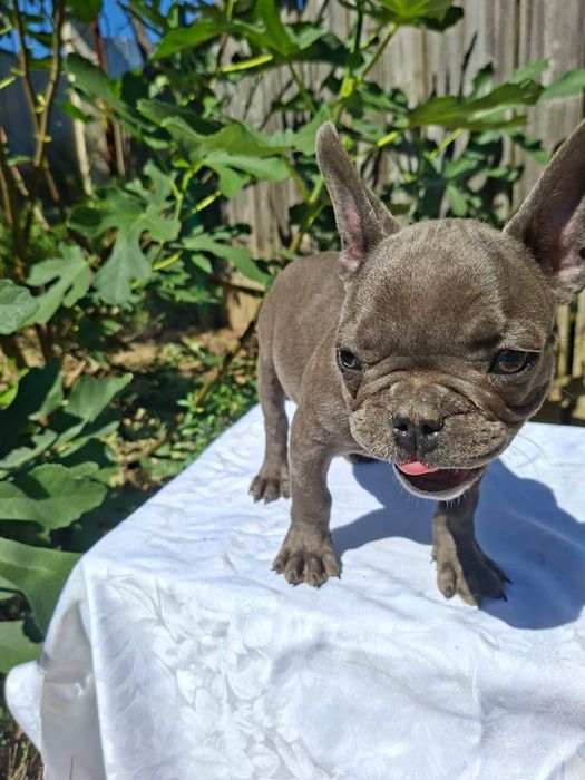 Buldog francez blue
