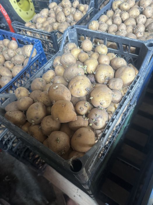 Cartofi de samanta riviera