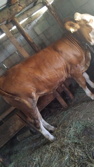Vând junică  balțată românească 10 luni
