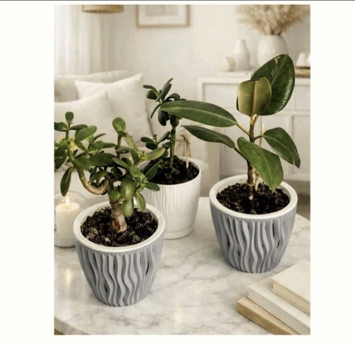 Цветы комнатные фикус растения денежное дерево