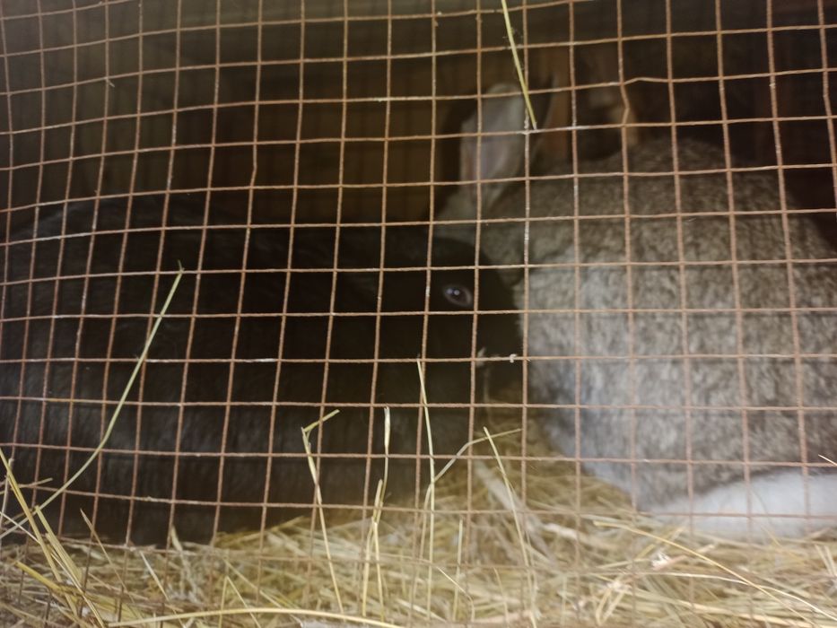 Қояндар сатылады