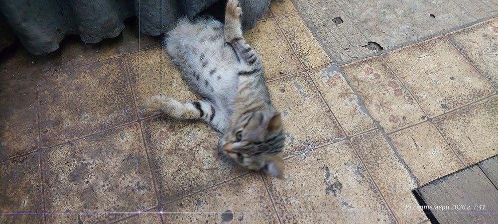 Подарявам малко женско коте