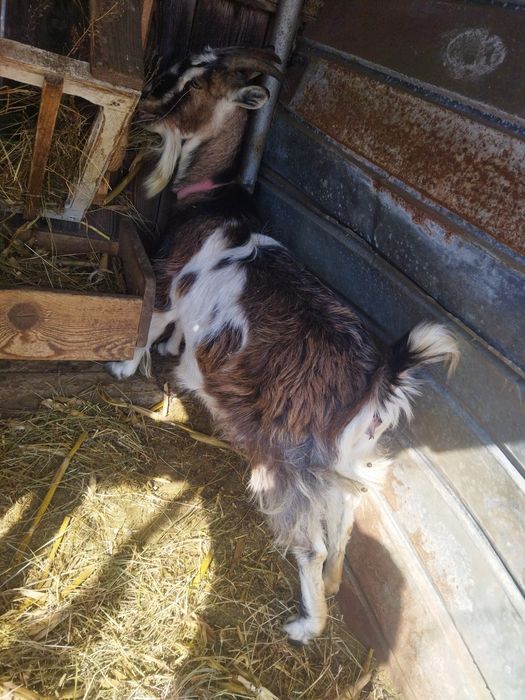 Vând capra gestantă, de obicei fată câte doi iezi..