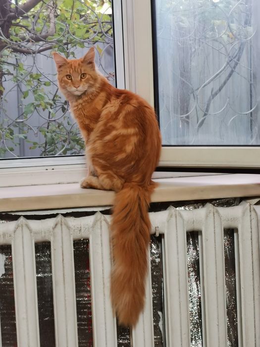 Вязка с мейн-куном