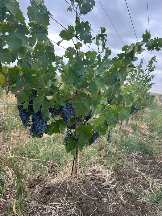 Struguri pentru vin
