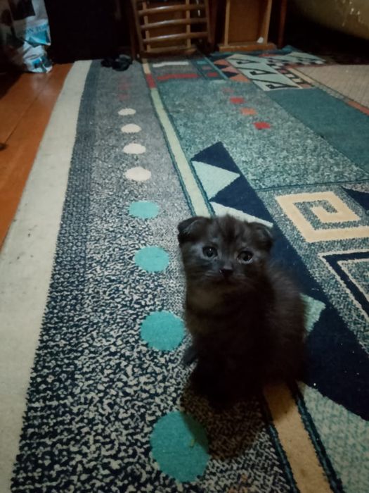 Продам 2 ангелочков