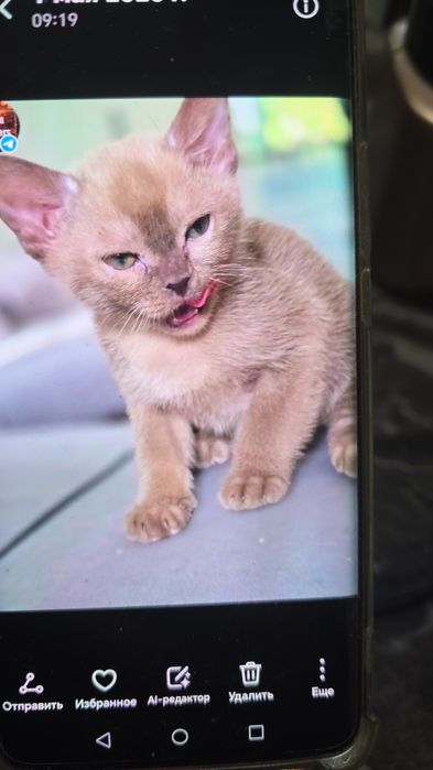 Котята Европейской бурмы