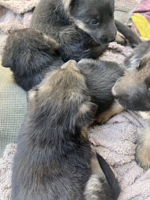 Продам Овчарки щенки немцы
