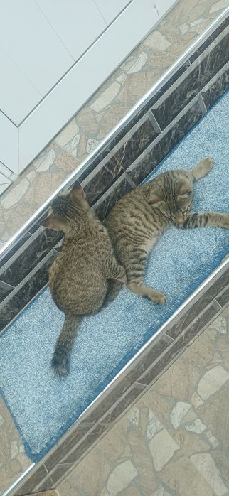 Прадаётся катята