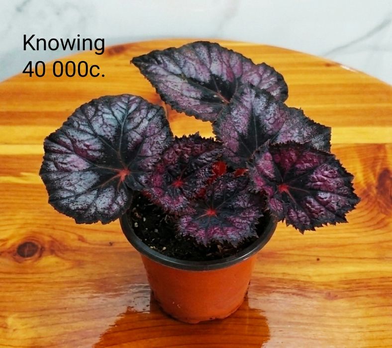 Молоденькие сортовые бегонии.