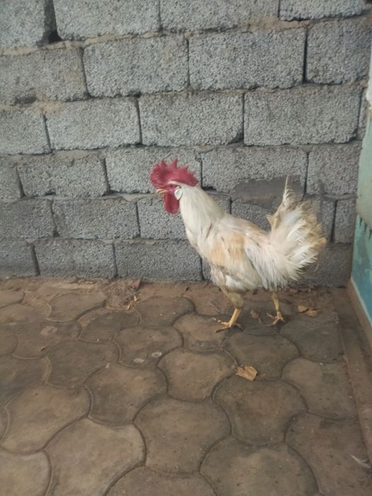 Xoʻroz sotiladi.