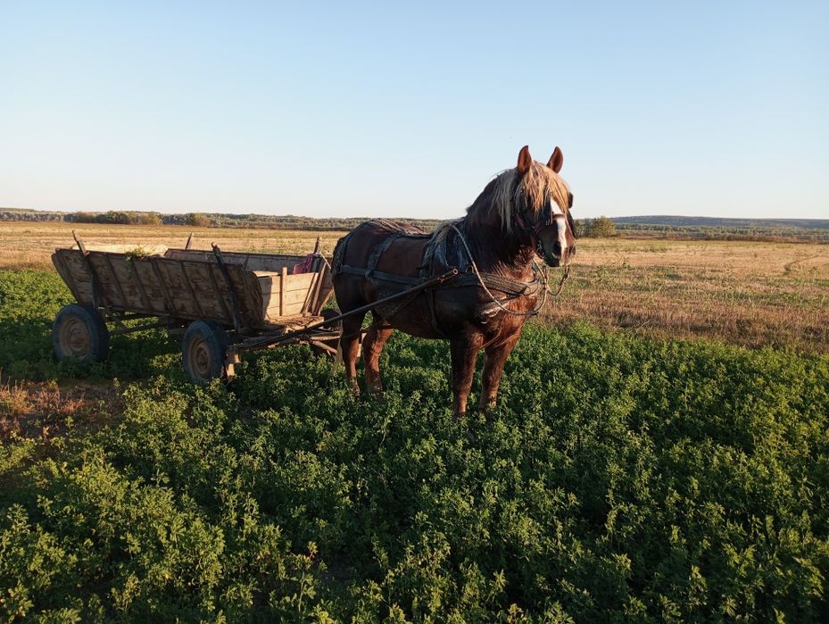 Armasar (semigreu) de vanzare - 5 ani