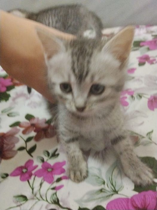 Отдам бесплатно котят