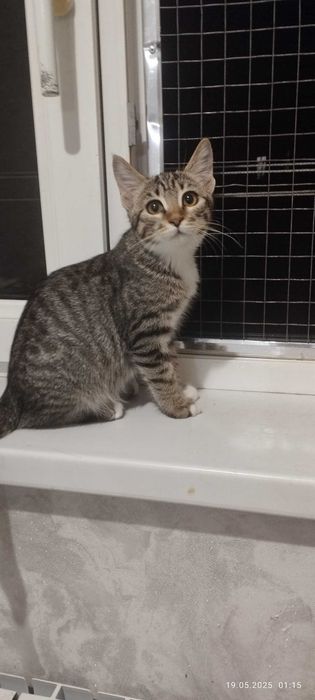 Котятки в добрые и заботливые руки