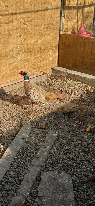 Mascul fazan platină 2025