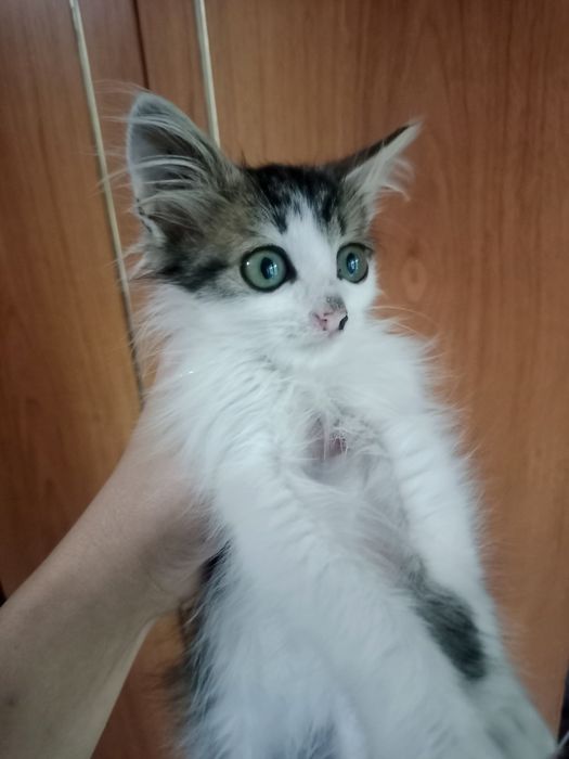Котенок мальчик в добрые руки