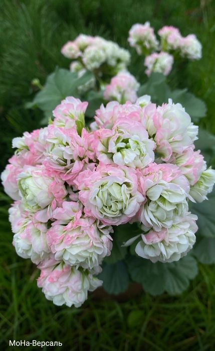 Пеларгония новинка