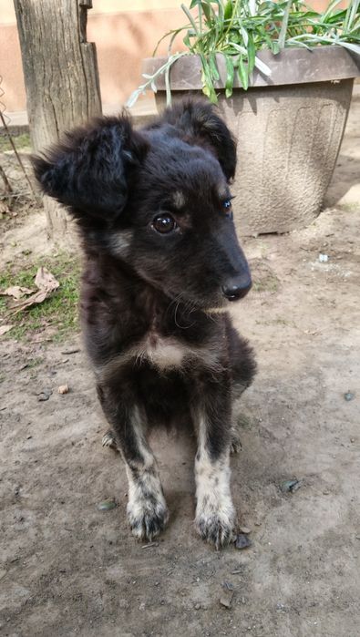 Donez catel fata (zona Buzaului)