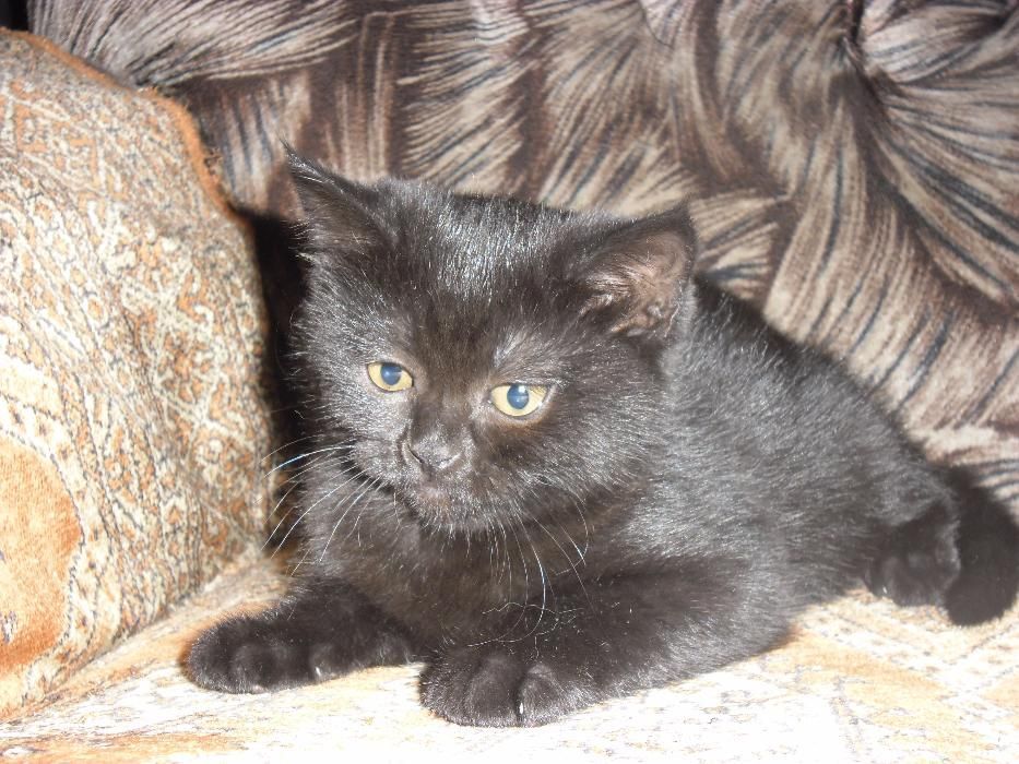 Питомник предлагает котят британцев.